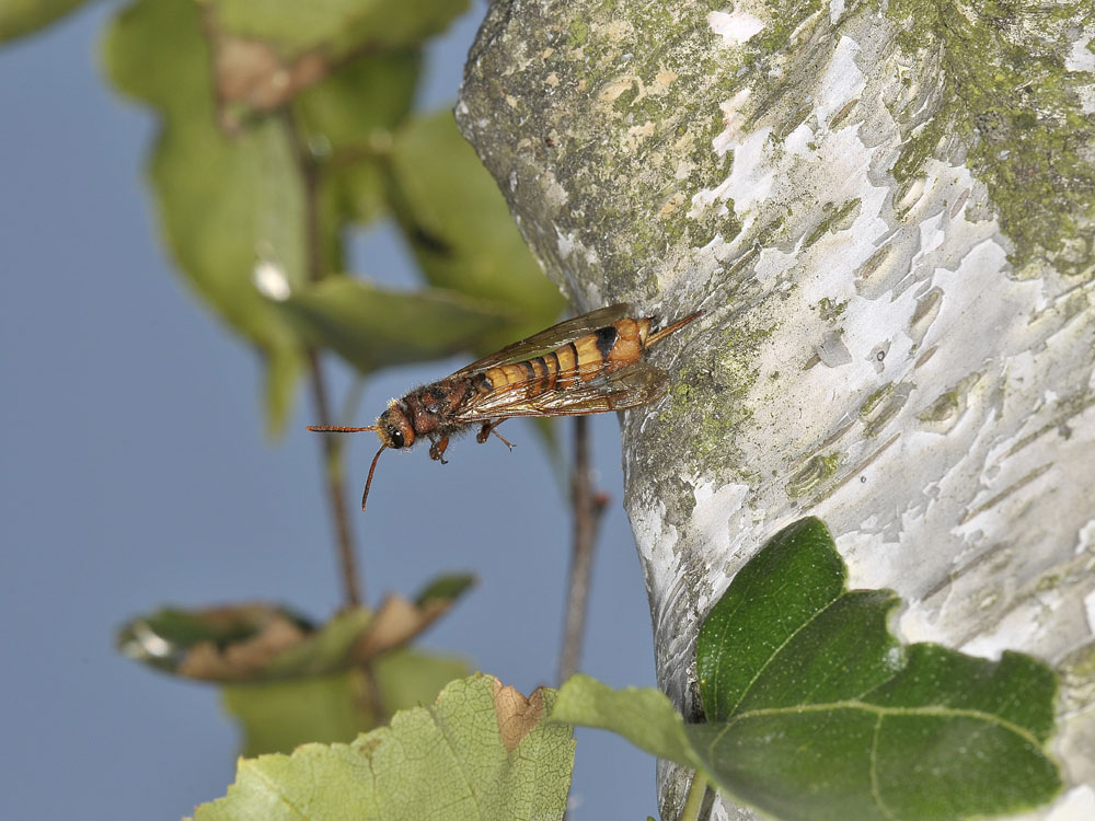 Tremex fuscicornis (Siricidae) in deposizione